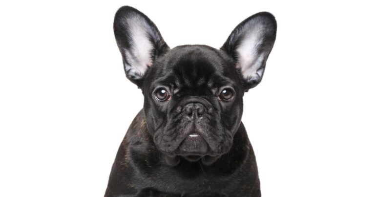 French Bulldogs: The Perfect Companion for Busy People